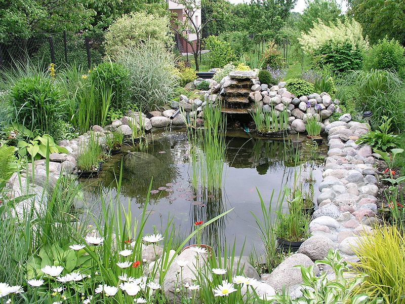 Backyard Fish Pond