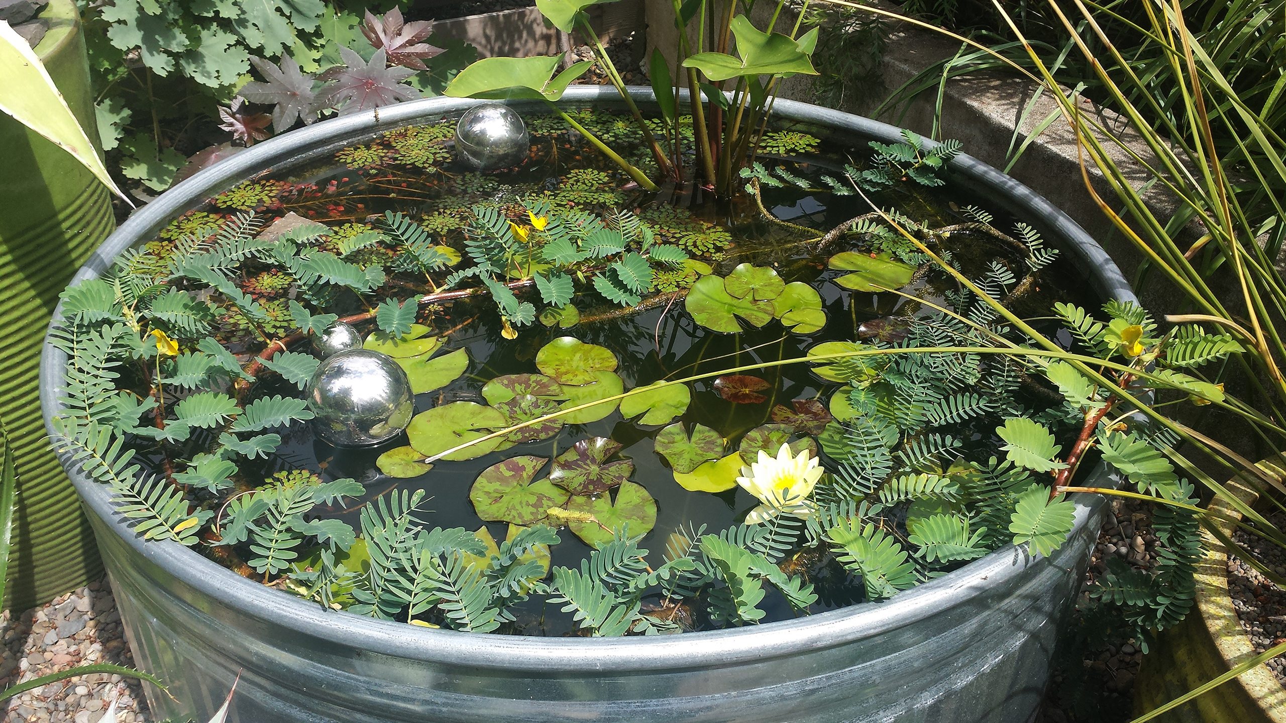 Bring Out the Old Stock Tank for DIY Garden Pond