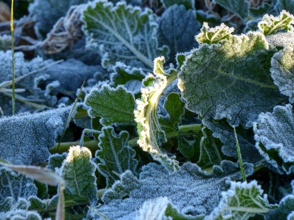 Cold weather plant protection