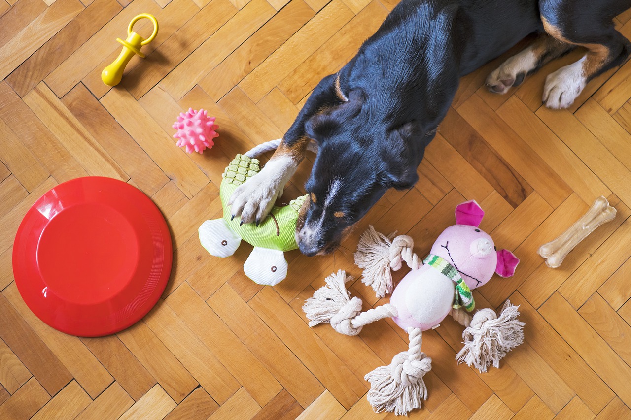 Pet Accessories and Toys are Cleaned with Dishwasher