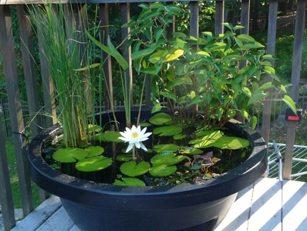 Use of Plastic Container for Garden Pond