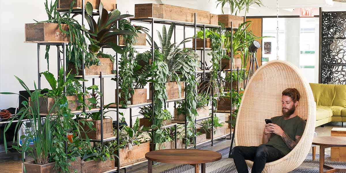 Plant Dividers