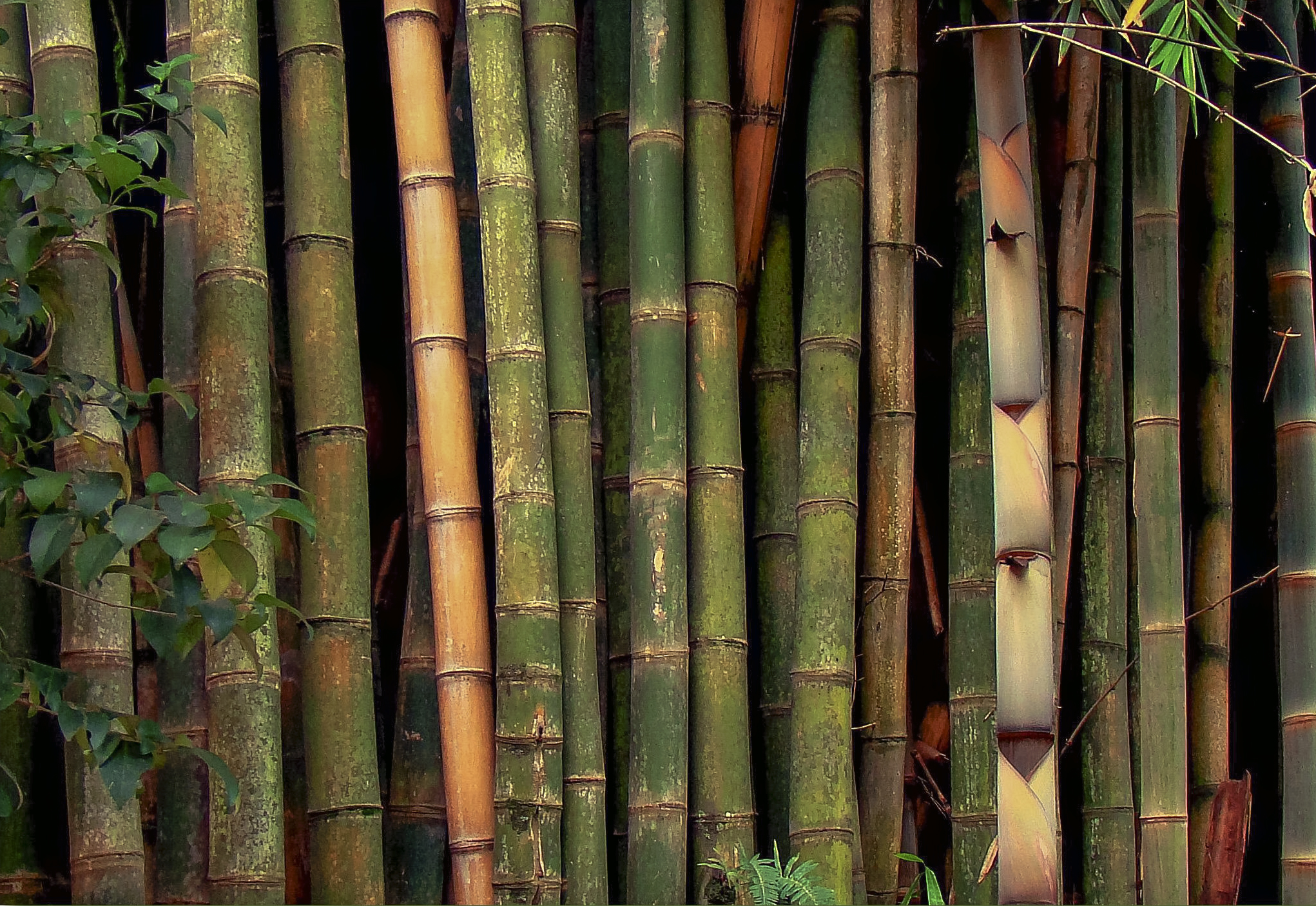 Bamboo a Natural Material