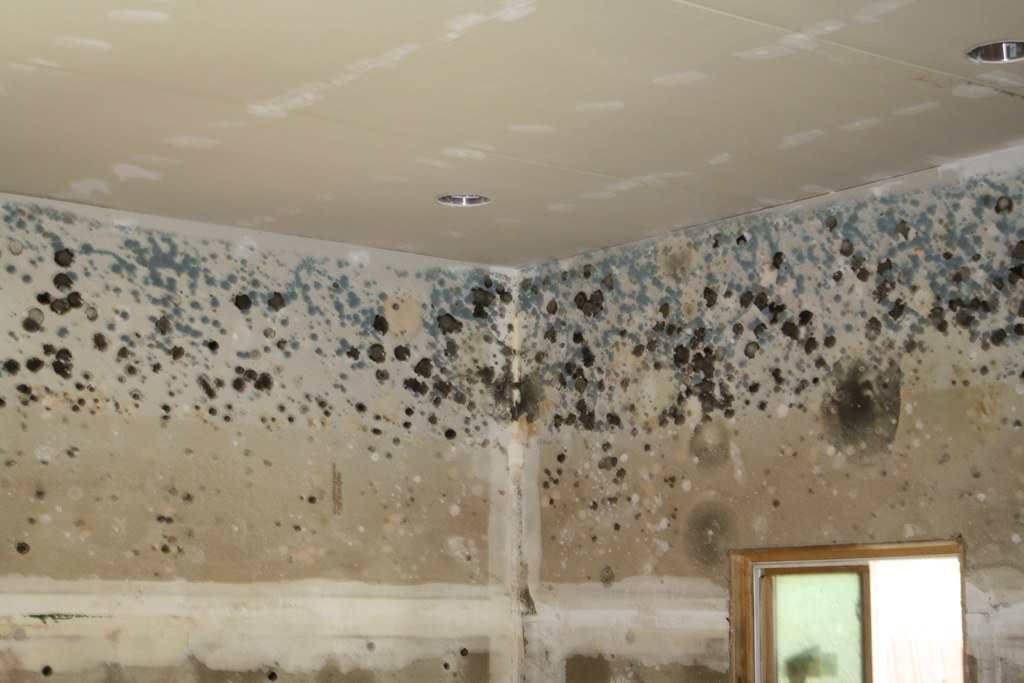 Mould Growth