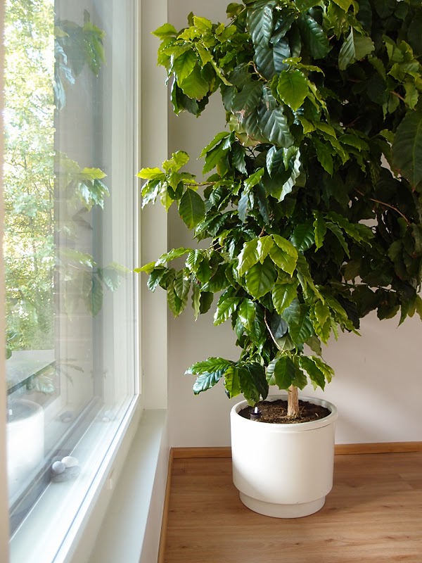 Keeping Plants Inside Home