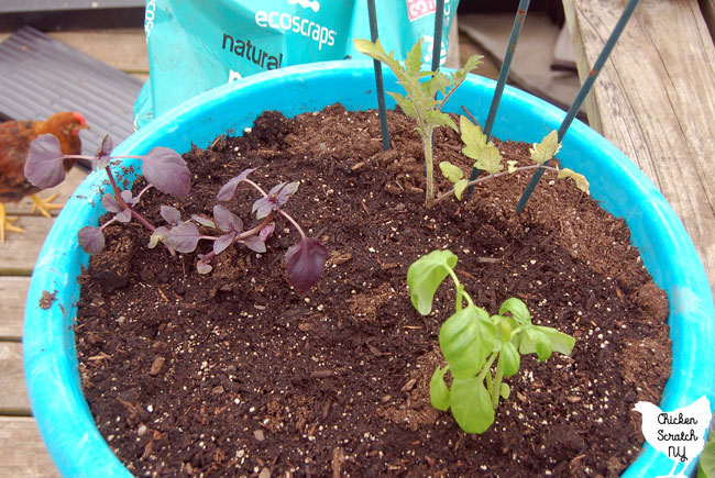 Tomato Plant with Basil Plant