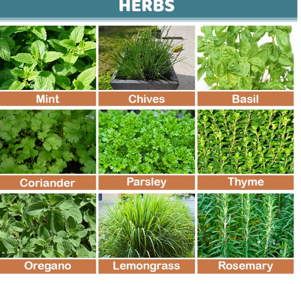 Types of Herbs Plants