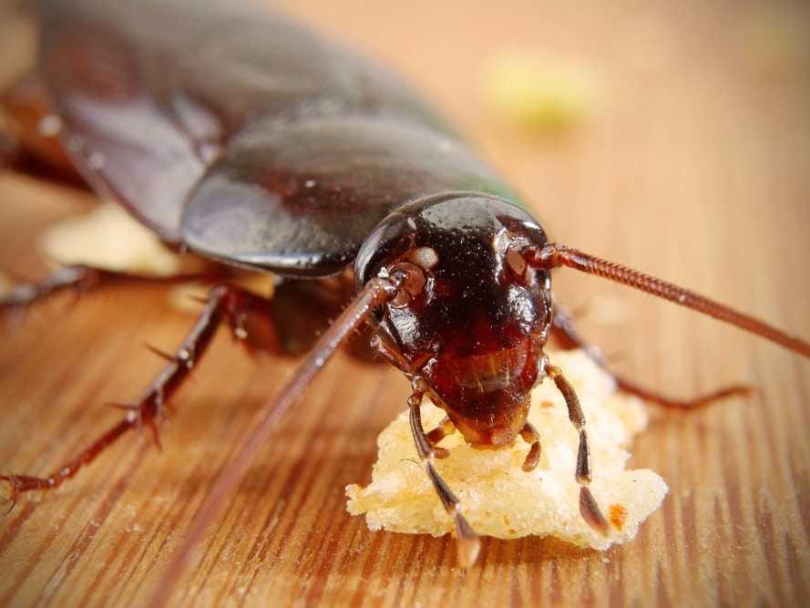 Cockroach Eating Food