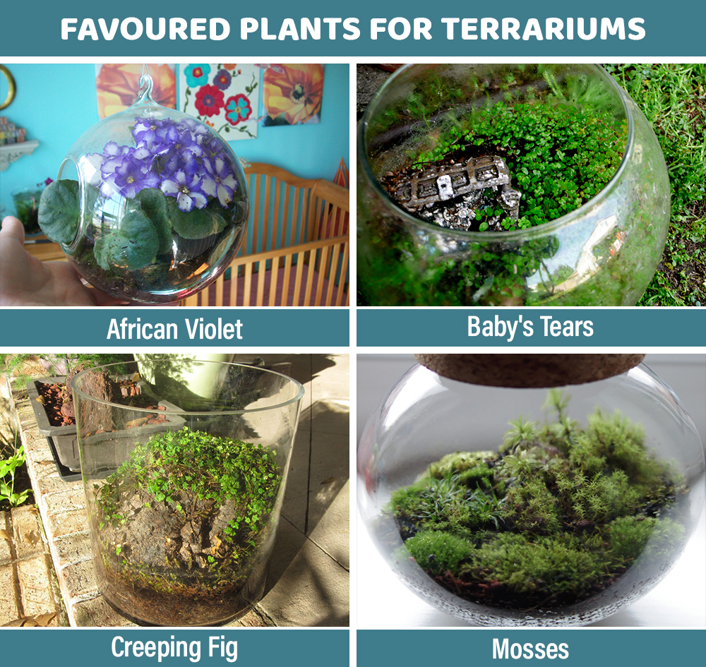 Favoured Plant  for Terrariums