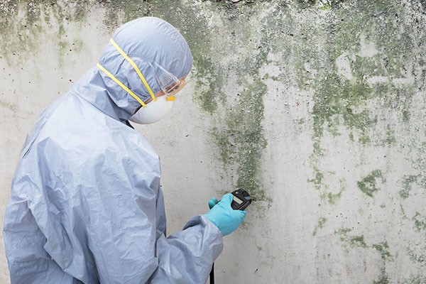 Mold Removal Professional