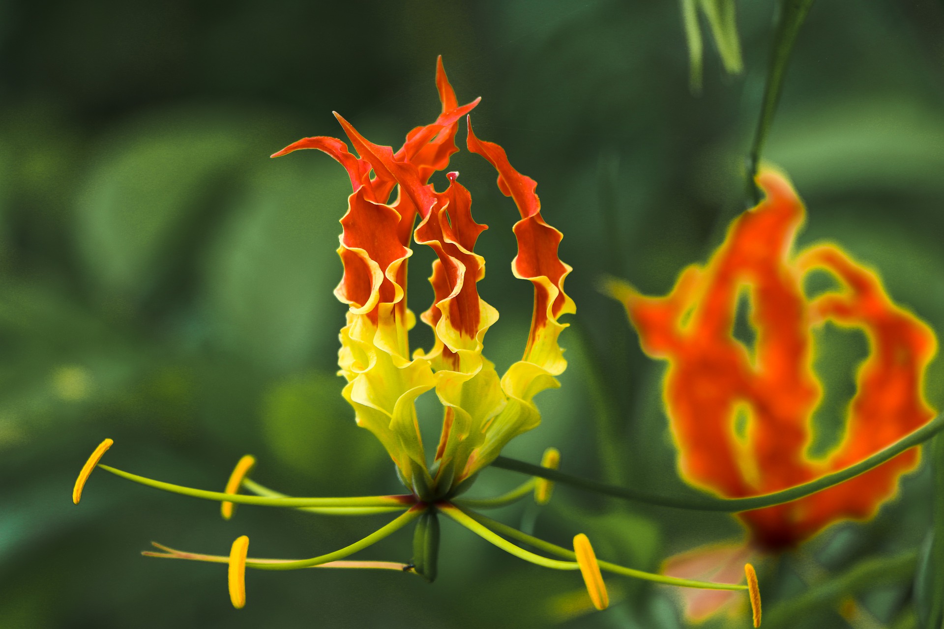 Flame Lily - Gloriosa Superba