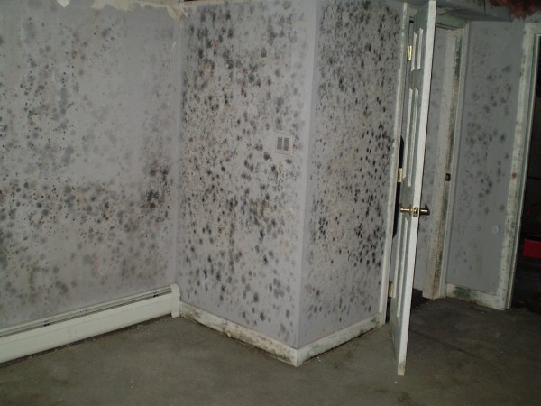 Mold Growth in Room