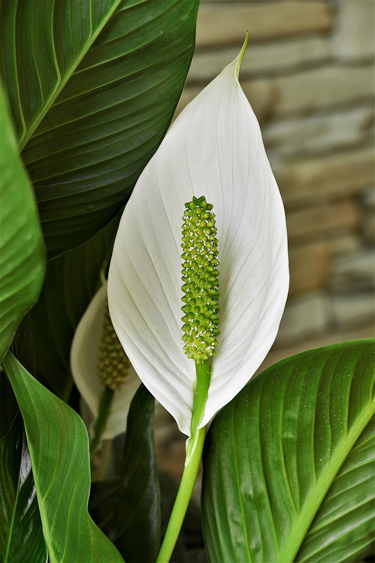Peace Lily - Spathiphyllum - 29 - 1408020003