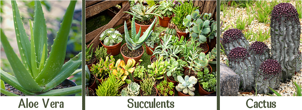 Aloe Vera _ Succulents _ Xeriscaping With Cactus