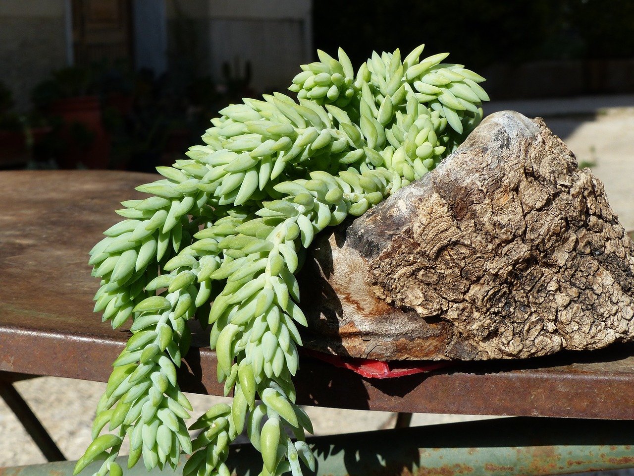 Donkey Tail Succulent