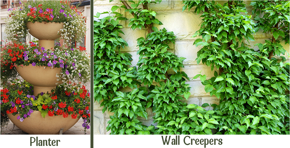 Garden Planter _ Garden Wall Creepers