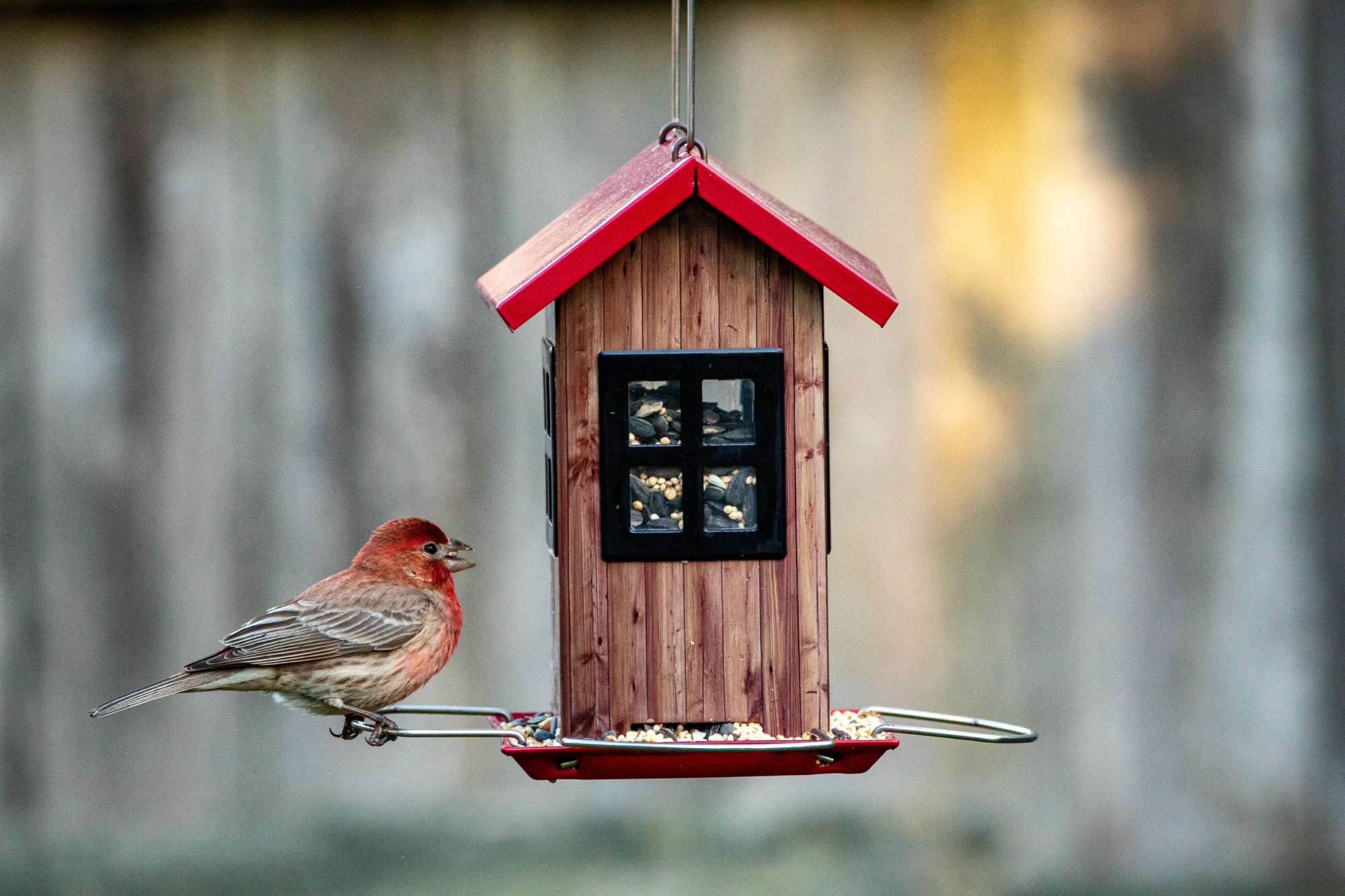 Host a Birdhouse In the Garden