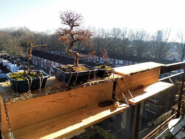 Wiring Your Bonsai Trees