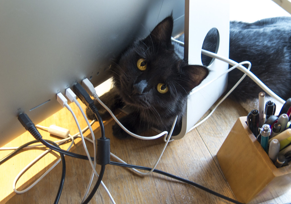 Cat tangled up in the electrical cords