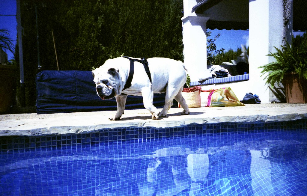 Dog Around A Swimming Pool